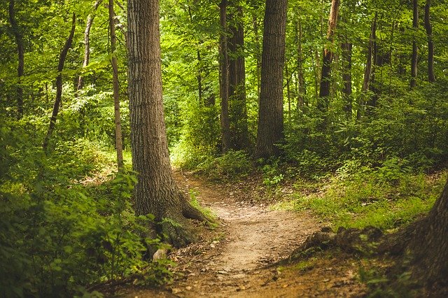 Avviso pubblico per l’avviamento a selezione nel presidio forestale di Monte Pisanu Bottidda