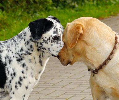 Avere un Animale 1