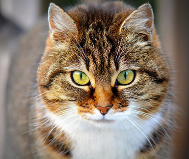 Avere un Animale 2