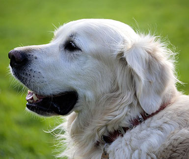 Avere un Animale 3