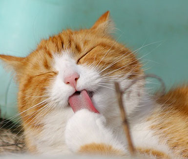 Avere un Animale 4
