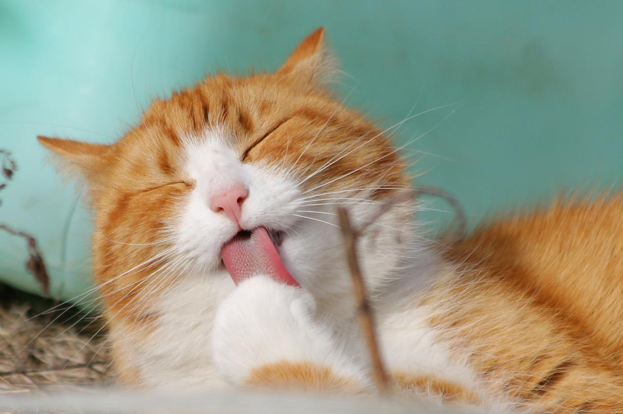 Avere un Animale Avere un Animale