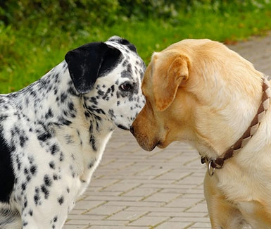 Avere un Animale 1